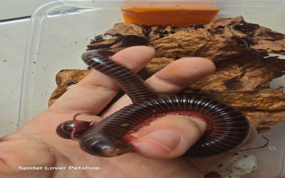 Millipede Giant Red Leg 